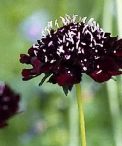 Ace of Spades Scabiosa Seeds - Gothic Perennial Flower - 50 Seeds - Image 1