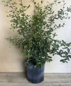 Acerola Cherry Plant, Barbados Cherry Tree in 10