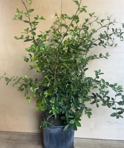 Acerola Cherry Plant, Barbados Cherry Tree in 10