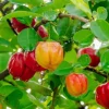 Acerola Cherry Plant, Barbados Cherry Tree in 10" Pot - Image 1