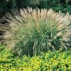 Adagio Miscanthus Grass Live Plant, Ornamental Perennial, 1 Gallon Pot - Image 1
