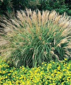 Adagio Miscanthus Grass Live Plant, Ornamental Perennial, 1 Gallon Pot - Image 1