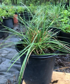 Adagio Miscanthus Grass Live Plant, Ornamental Perennial, 1 Gallon Pot - Image 2