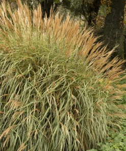 Adagio Miscanthus Grass Live Plant, Ornamental Perennial, 1 Gallon Pot - Image 3