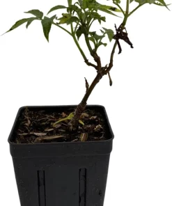 Adams Elderberry Shrub - Live Plant - Sambucus canadensis - 3.25" Pot - Image 2