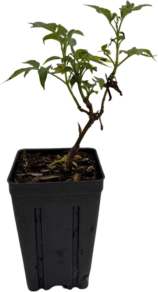 Adams Elderberry Shrub - Live Plant - Sambucus canadensis - 3.25" Pot - Image 2