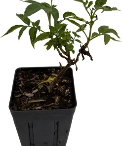 Adams Elderberry Shrub - Live Plant - Sambucus canadensis - 3.25