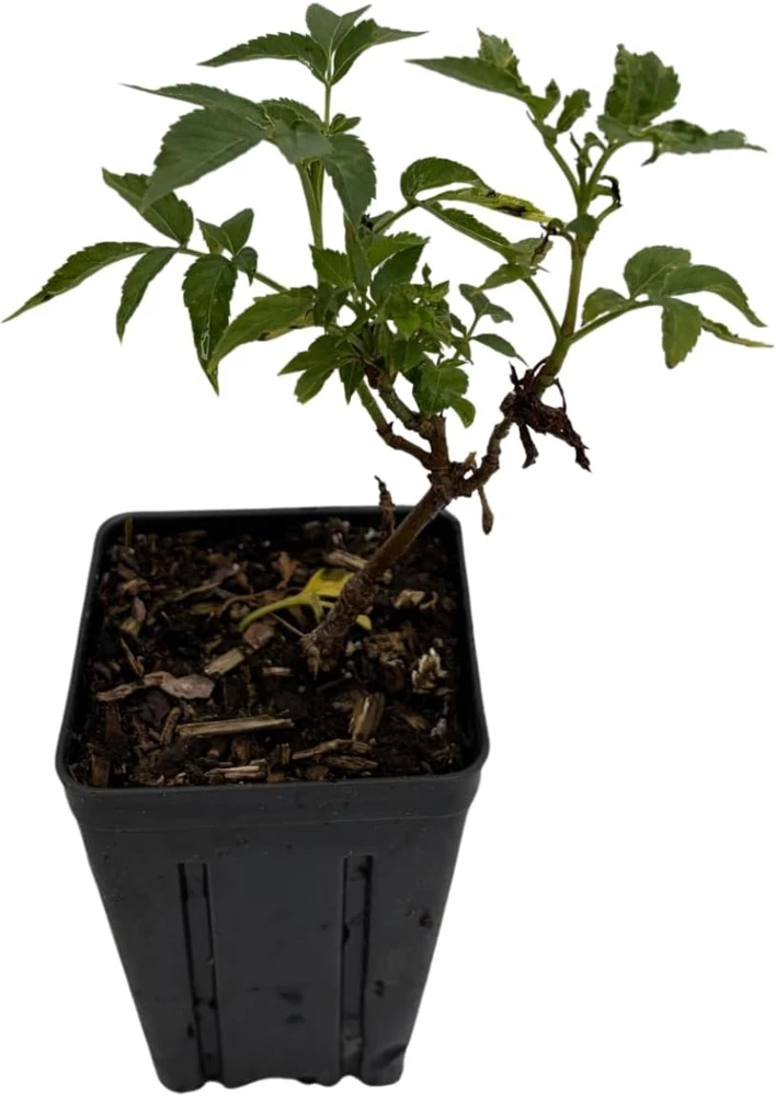 Adams Elderberry Shrub - Live Plant - Sambucus canadensis - 3.25" Pot - Image 3