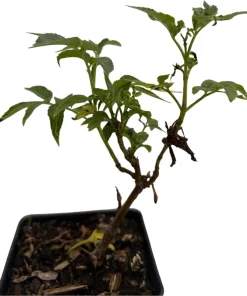 Adams Elderberry Shrub - Live Plant - Sambucus canadensis - 3.25
