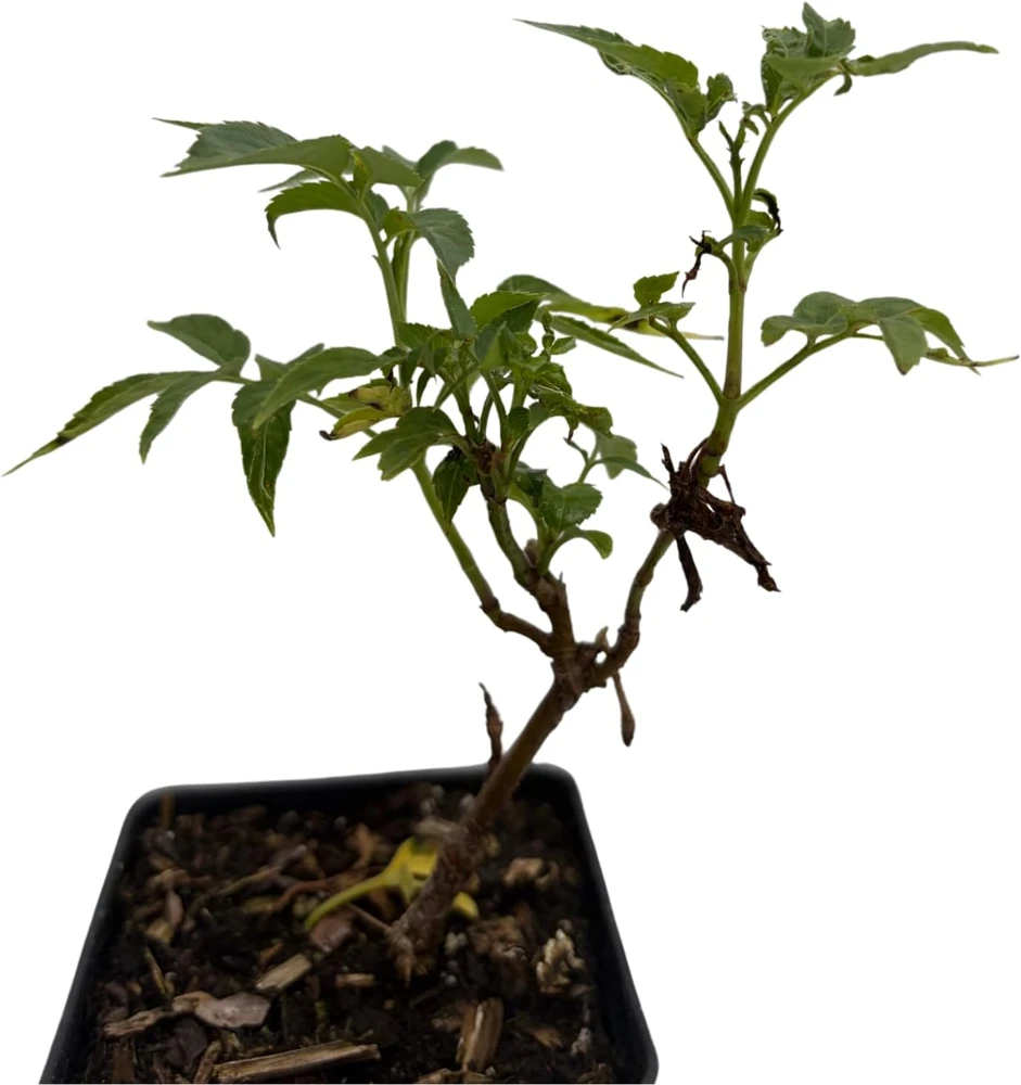 Adams Elderberry Shrub - Live Plant - Sambucus canadensis - 3.25" Pot - Image 4