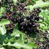 Adams Elderberry Shrub - Live Plant - Sambucus canadensis - 3.25" Pot - Image 1