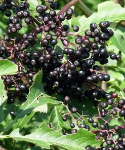Adams Elderberry Shrub - Live Plant - Sambucus canadensis - 3.25