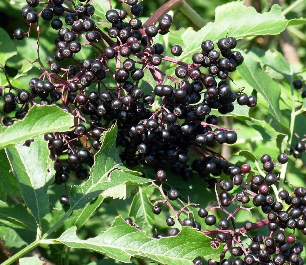 Adams Elderberry Shrub - Live Plant - Sambucus canadensis - 3.25" Pot - Image 1
