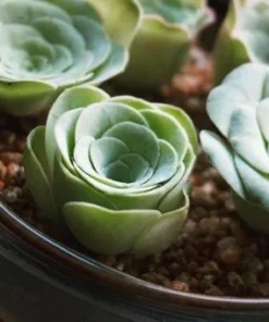 Aeonium Greenovia Aurea Mountain Rose Succulent Seeds - Rare Plant - Image 2