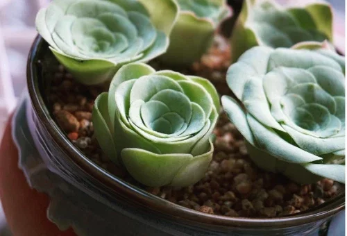 Aeonium Greenovia Aurea Mountain Rose Succulent Seeds - Rare Plant - Image 2