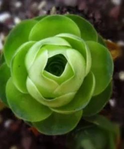 Aeonium Greenovia Aurea Mountain Rose Succulent Seeds - Rare Plant - Image 3