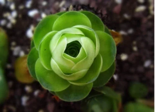 Aeonium Greenovia Aurea Mountain Rose Succulent Seeds - Rare Plant - Image 3