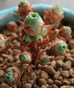 Aeonium Greenovia Aurea Mountain Rose Succulent Seeds - Rare Plant - Image 4