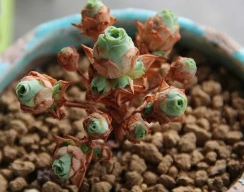 Aeonium Greenovia Aurea Mountain Rose Succulent Seeds - Rare Plant - Image 4