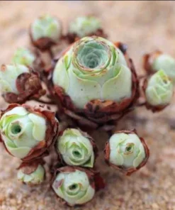 Aeonium Greenovia Aurea Mountain Rose Succulent Seeds - Rare Plant - Image 5