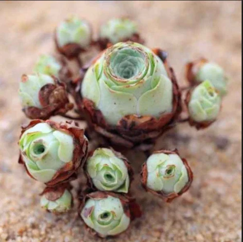 Aeonium Greenovia Aurea Mountain Rose Succulent Seeds - Rare Plant - Image 5