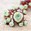 Aeonium Greenovia Aurea Mountain Rose Succulent Seeds - Rare Plant - Image 1