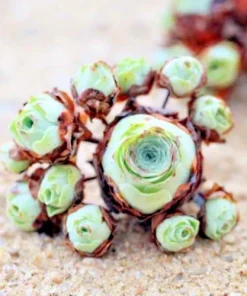 Aeonium Greenovia Aurea Mountain Rose Succulent Seeds - Rare Plant - Image 1