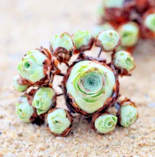 Aeonium Greenovia Aurea Mountain Rose Succulent Seeds - Rare Plant - Image 1