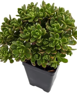 Aeonium tortuosum Live Plant - Irish Blessing Tree Succulent - 2.5" Pot - Image 2