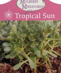 Aeonium tortuosum Live Plant - Irish Blessing Tree Succulent - 2.5