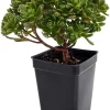 Aeonium tortuosum Live Plant - Irish Blessing Tree Succulent - 2.5" Pot - Image 1