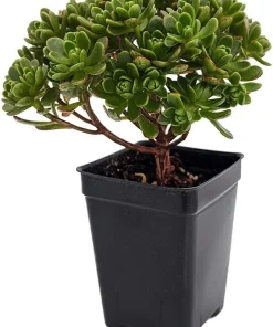 Aeonium tortuosum Live Plant - Irish Blessing Tree Succulent - 2.5