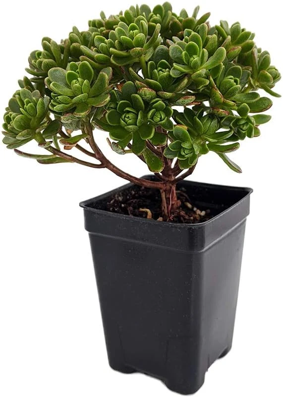 Aeonium tortuosum Live Plant - Irish Blessing Tree Succulent - 2.5" Pot - Image 1