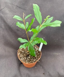 Afganski Pomegranate Live Plant - Punica Granatum - Sweet & Tart Fruit - 3 inch Pot - Image 2