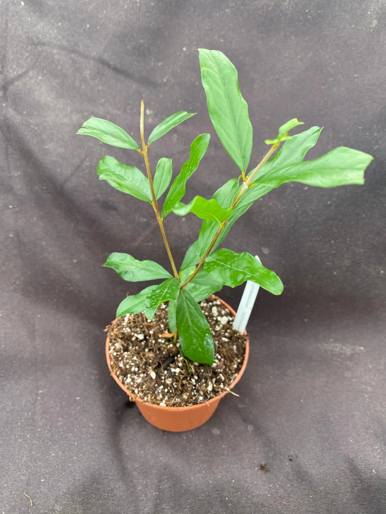 Afganski Pomegranate Live Plant - Punica Granatum - Sweet & Tart Fruit - 3 inch Pot - Image 2
