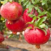 Afganski Pomegranate Live Plant - Punica Granatum - Sweet & Tart Fruit - 3 inch Pot - Image 1