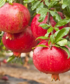 Afganski Pomegranate Live Plant - Punica Granatum - Sweet & Tart Fruit - 3 inch Pot - Image 1