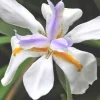African Iris Seeds - 10 Moraea Iridioides Seeds - Tropical Plant - Image 1