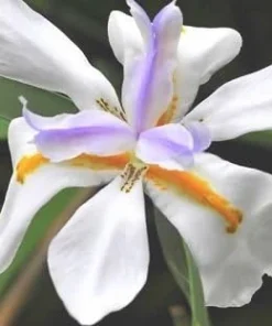 African Iris Seeds - 10 Moraea Iridioides Seeds - Tropical Plant - Image 1