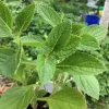 African Potato Mint Live Plants - Organic, 3 Plants, 5-8" Length, Herb - Image 1