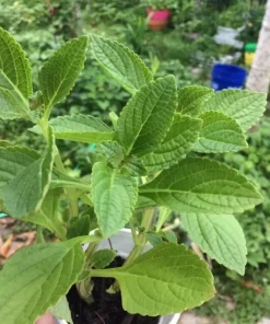 African Potato Mint Live Plants - Organic, 3 Plants, 5-8