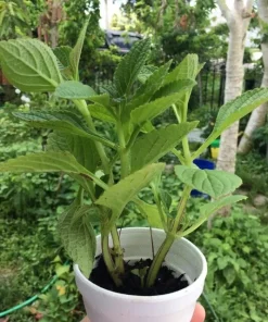 African Potato Mint Live Plants - Organic, 3 Plants, 5-8