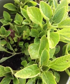 African Potato Mint Live Plants - Organic, 3 Plants, 5-8