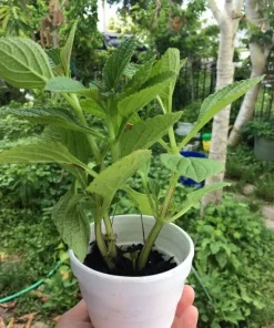 African Potato Mint Live Plants - Organic, 3 Plants, 5-8