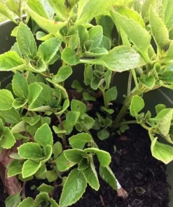 African Potato Mint Live Plants - Organic, 3 Plants, 5-8