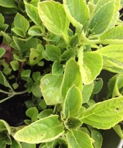 African Potato Mint Live Plants - Organic, 3 Plants, 5-8