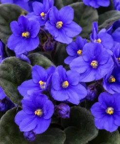 African Violet Live Plant - Blue Flowers, 3-5" Tall, 4" Pot, Compact Potted Houseplant - Image 2