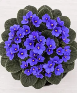 African Violet Live Plant - Blue Flowers, 3-5