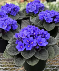 African Violet Live Plant - Blue Flowers, 3-5