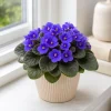 African Violet Live Plant - Blue Flowers, 3-5" Tall, 4" Pot, Compact Potted Houseplant - Image 1